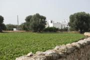 Masseria Don Luigi-Luxury Farmhouse  